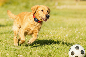 Pet Locator Product Development and Design Case